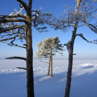 В Северодвинске погибли две сосны - символ ягринского бора :: Владимир Шибинский