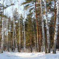 Лес в санатории :: Олег Афанасьевич Сергеев