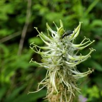 Цветок с жуком :: Heinz Thorns