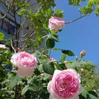 Розы июня :: Tarka 