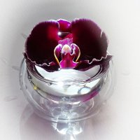 Цветок орхидеи :: Мishka 298