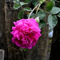 роза  чайная, роза красная... :: Геннадий Титов