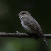 Серая мухоловка :: Елена Швыдун