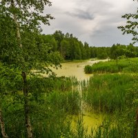 Озеро в лесу 2 :: Андрей Дворников