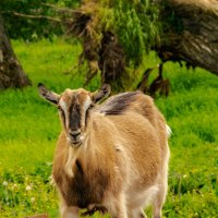 коза :: petyxov петухов