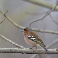 Зяблик весенний. Spring Finch :: Юрий Воронов