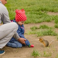 Все любят сусликов)) :: Светлана Винокурова