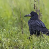 Грач :: Елена Швыдун