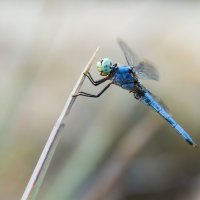 Dragonfly :: Евгения Лысцова