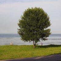 одинокое дерево :: александр 