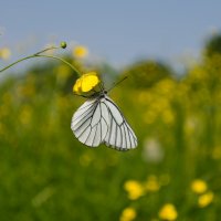 бабочка :: Дмитрий Р