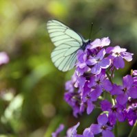 бабочка на цветке :: Евгения Кец