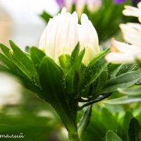 Белый Цветок :: Vitalik Babich