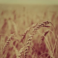 Пшеница :: Александа Семенчук