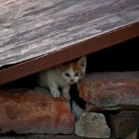 Печальная судьба :: Владимир Рябцев