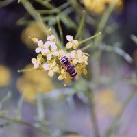 Bee :: Anastasia Pavlyukovskaya