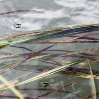 водомерки :: Елена Баландина