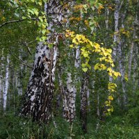 Осенний мотив :: Александр Садовский