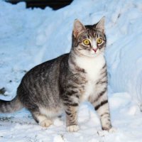 Снежный кот :: Татьяна 