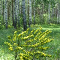 Цветущий куст. :: Желтовская Татьяна 