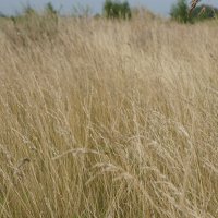Симпатичная трава :D :: Ксения Томилова