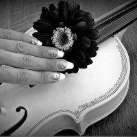 violino :: Nelly G