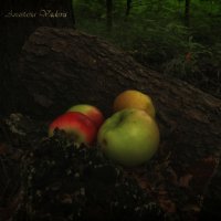 Яблоки в лесу :: Анастасия Вадова