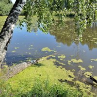 У воды :: Владимир Анакин