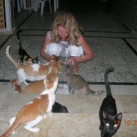 кошки в Тунисе :: Алексей Цветков