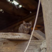 кот заброшенного сарая :: pangrador(юрий) щукин