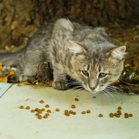 Обознались!.. Я не Борис, а это не Вискас...))) :: Павел Печковский