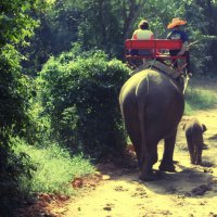 Прогулка на слоне :: Ксения Осень