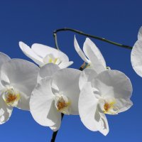 Орхидея :: Mariya laimite