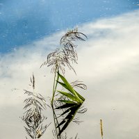 Этюд с камышом на воде ! :: Евгений Ананевский