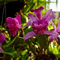 В саду орхидей :: Ард Прохоров