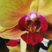 Первая орхидея :: Ирина Емельянова