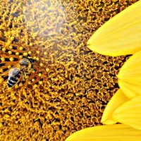 Пчелка пыльца :: Анна 