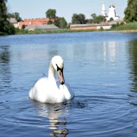 Лебедь на пруду :: Мария Воронина (Турик)