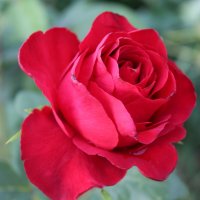 Красная роза :: Татьяна Са