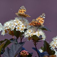 Бабочки. :: Евгений Кузнецов