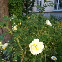 Розы и ромашки в питерском дворе. (Июнь 2019 г.). :: Светлана Калмыкова