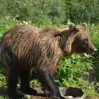 Медведь :: Sergey Kuzmik