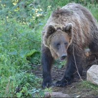Медведь :: Sergey Kuzmik
