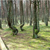 Деревья "Танцующего леса". :: Валерия Комова