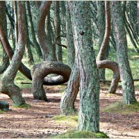 Деревья "Танцующего леса". :: Валерия Комова