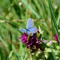 Голубянка- бабочка небесного цвета :: Ольга Голубева