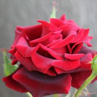 Киевские розы :: tina kulikowa