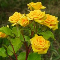Куст жёлтых роз :: Милешкин Владимир Алексеевич 