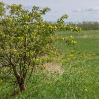 Цветущая бузина :: Нина Кутина