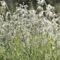 Времена года. Май. В кружевах. Seasons. May. Silene latifolia :: Юрий Воронов